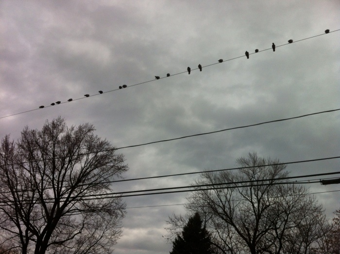 Even the pigeons await the arrival of the reindeer in the sky.