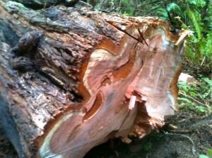 Stop the thiefs who destroying our redwoods.