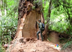 Redwood damage is inspected. (From NBC News)
