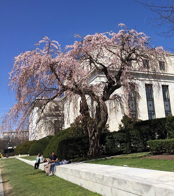 Blooming at the Federal Reserve.