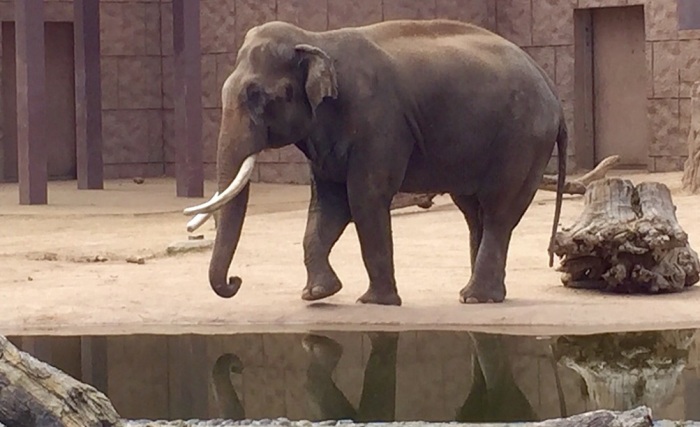 Elephant by the pool.