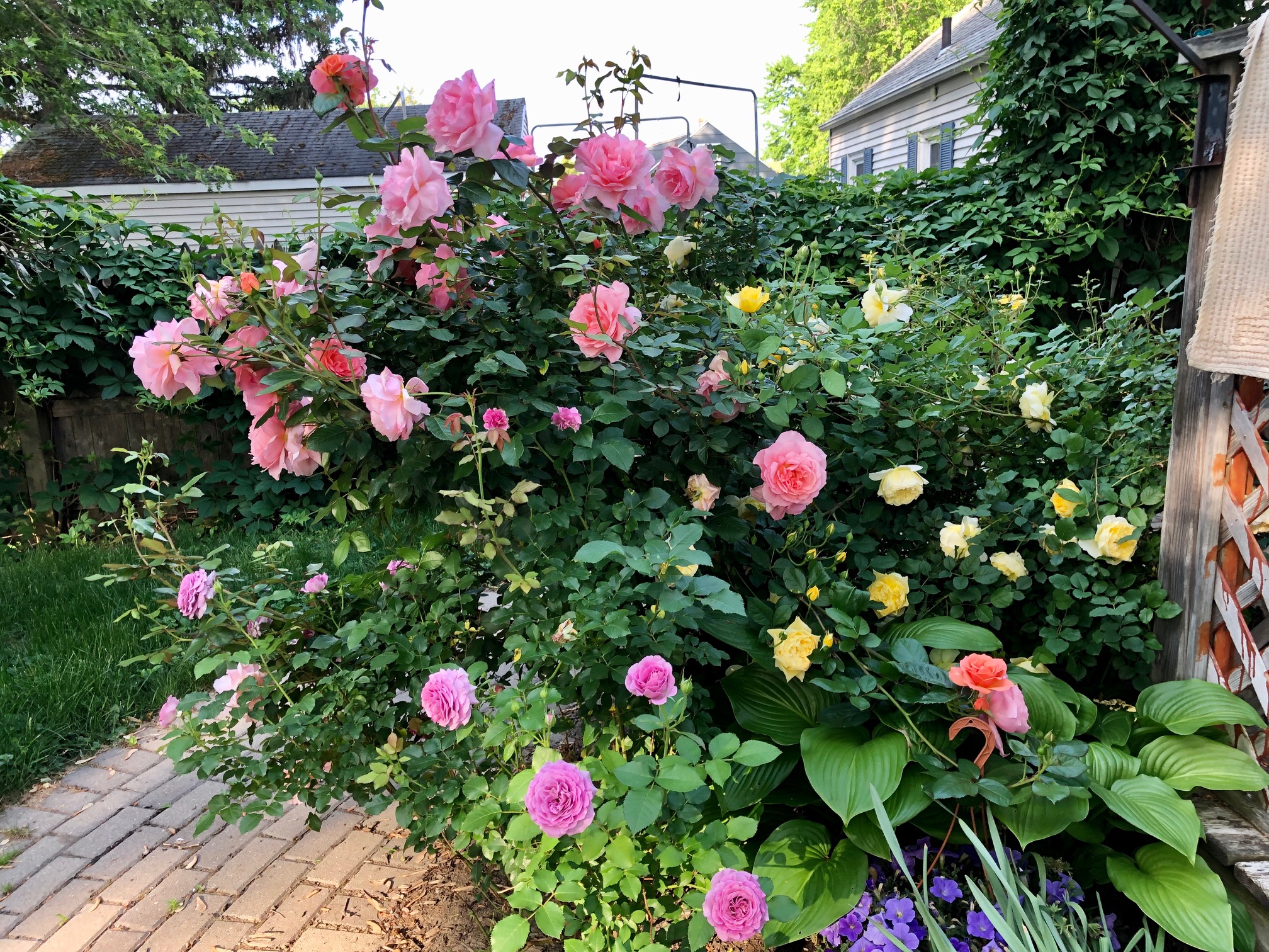 Backyard roses